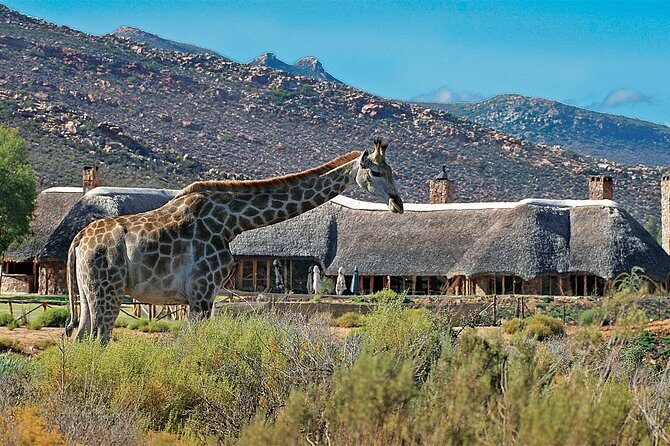 Full Day Big 5 Aquila Safari Private Transfers Including Park Fee From Cape Town - What animals you should realistically expect at Aquila