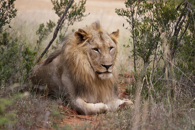 Full Day Big 5 Aquila Safari Private Transfers Including Park Fee From Cape Town - 6:30am pickup and the N1 drive: what happens before the safari