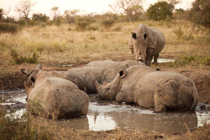 Full Day Big 5 Game Safari in Kruger National Park from Hazyview - Key highlights you’ll feel on the drive
