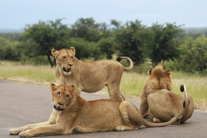 Full Day Big 5 Game Safari in Kruger National Park from Hazyview - Open-top 4x4 game drives: how you actually spot wildlife