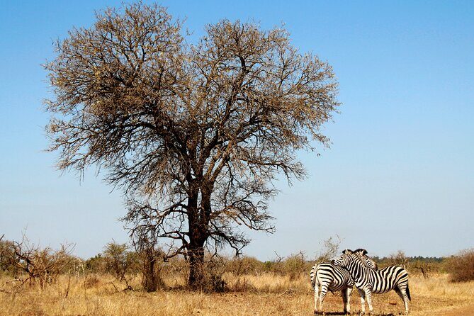 Full Day Big 5 Game Safari in Kruger National Park from Hazyview - Morning Kruger magic: birds, raptors, and the first Big Five clues