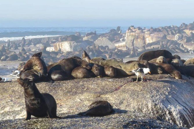 FULL Day Cape of Good Hope and Boulders Penguin Colony - Cape of Good Hope: the corner-of-Africa photo stop