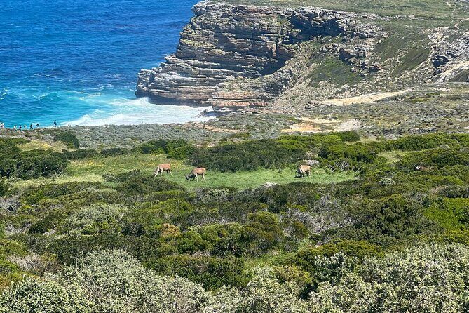 Full-Day Cape of Good Hope and Table Mountain with Penguins Tour - Boulders Beach penguins: the one stop that feels like you cheated time