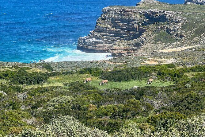 Full-Day Cape of Good Hope and Table Mountain with Penguins Tour - Chapmans Peak Drive: quick stop, big coast drama