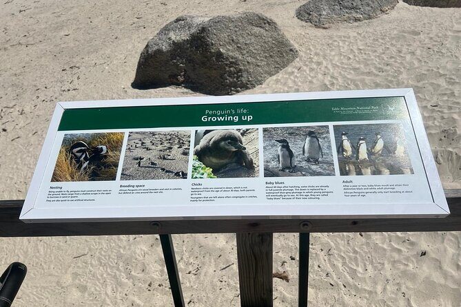 Full-Day Cape of Good Hope and Table Mountain with Penguins Tour - The subtle plus: private-feeling pacing with a guide who adapts