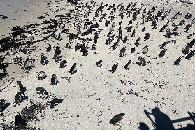 Full-Day Cape of Good Hope and Table Mountain with Penguins Tour - Table Mountain by cableway: the fastest route to the big views
