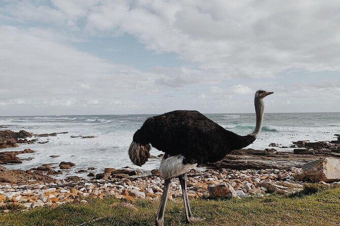Full Day Cape of Good Hope-Cape Point Group Tour from Cape Town - Price and What It Really Covers (Plus the Fees You Must Plan For)