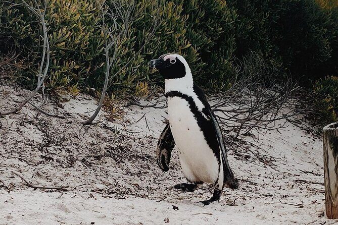 Full Day Cape of Good Hope-Cape Point Group Tour from Cape Town - Bo-Kaap in 15 Minutes: Colorful Streets and a Cultural Context