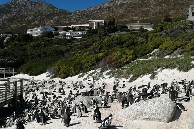 Full Day Cape Peninsula, Cape Point Tour - Muizenberg on the way back: surfers, sand, and one last ocean hit