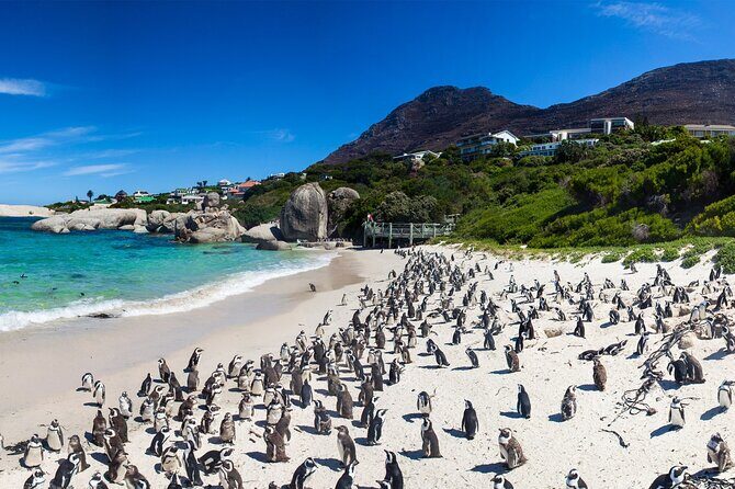 Full Day Cape Peninsula Tour - Cape of Good Hope Nature Reserve: Real Wildlife Country