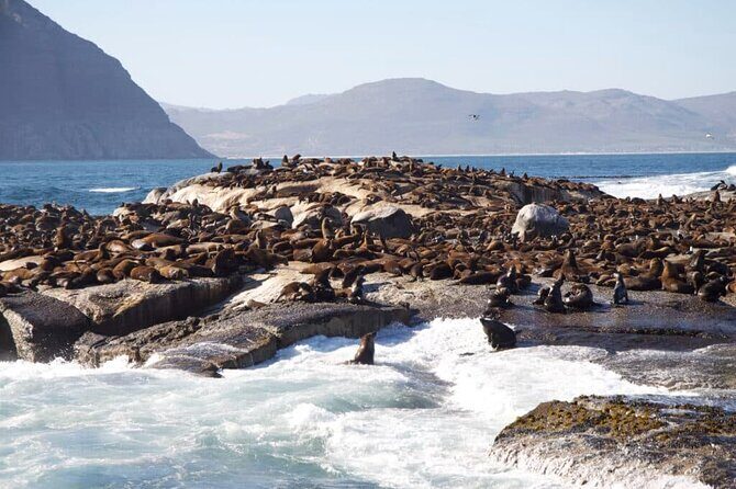 Full Day Cape Peninsula Tour - Simon’s Town: Naval Town Charm With Options for Penguins