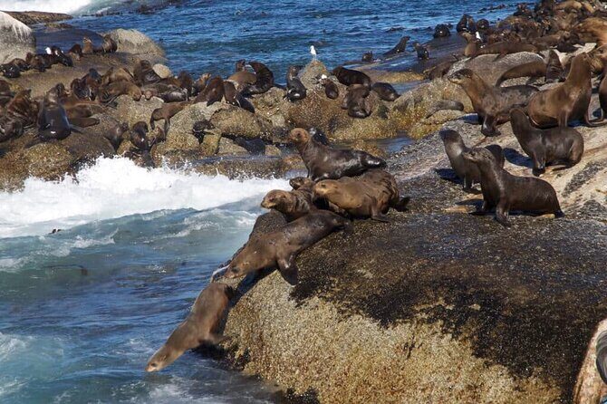 Full Day Cape Peninsula Tour - Boulders Beach and Seals: The Wildlife Extras You Should Budget For