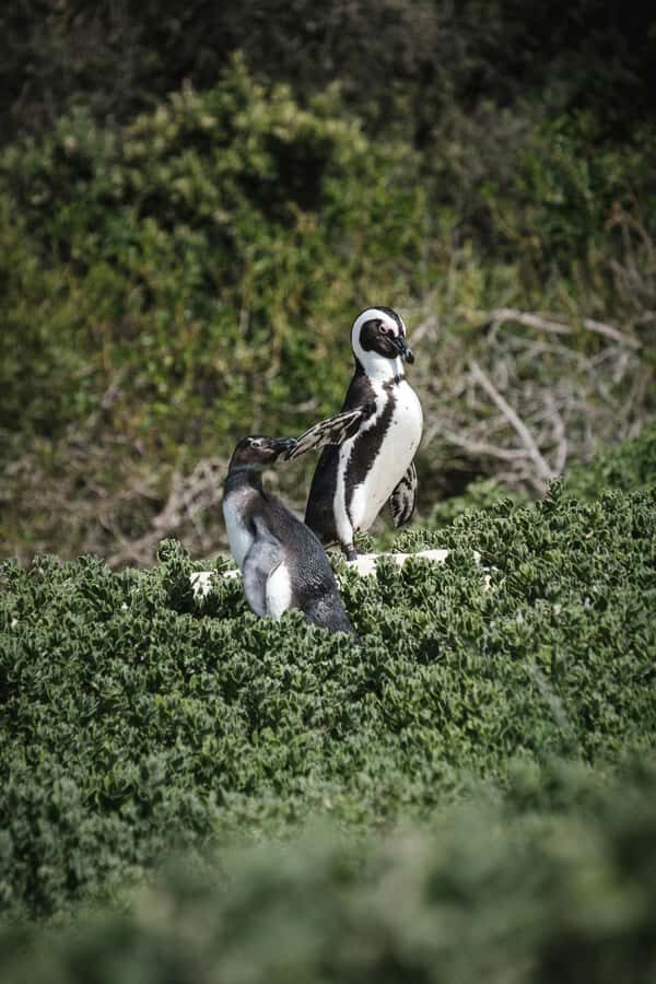 Full day Cape Penisula Tour: Chapman's Peak - Cape Point - Key highlights worth getting excited about