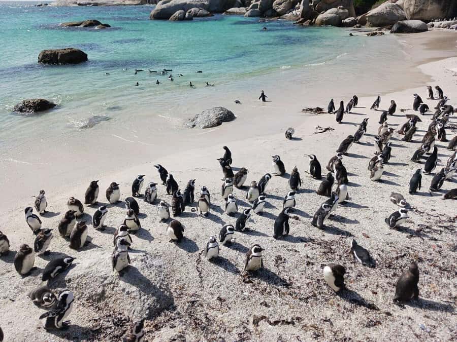 Full Day - Cape Point and Penguins Plus Table Mountain - How This 8-Hour Route Fits Cape Town (Without Wasting Time)