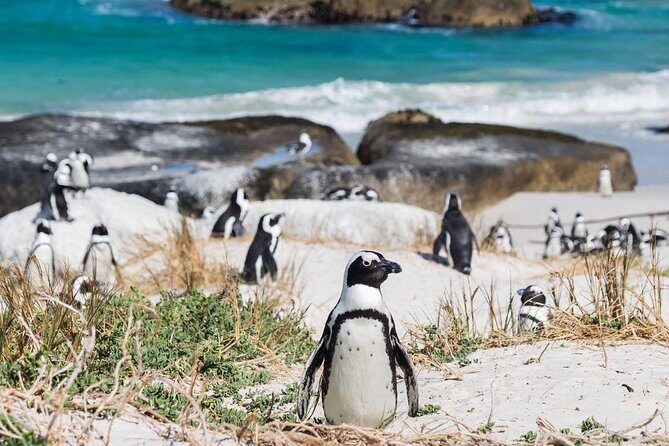 Full day Cape Point + Constantia Wine Tour with Private Transfer - Why a private Cape Peninsula + Constantia day makes sense