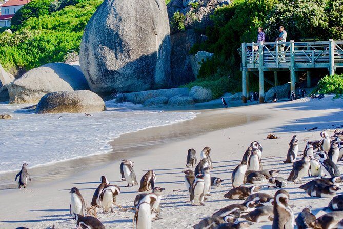 Full Day Cape Point Sightseeing Tour - Boulders Beach Penguin Colony: timing, viewing, and tickets