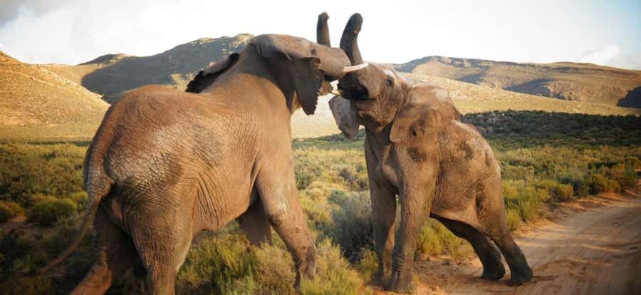 Full Day Cape Town Safari - A Cape Town Safari Day That Starts With Real Road Time