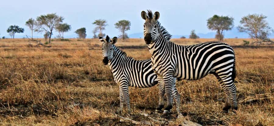 Full Day Cape Town Safari - The Scenic Route: Du Toitskloof Mountains, Huguenot Tunnel, Klein Karoo