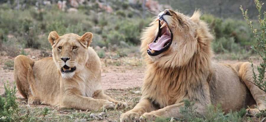 Full Day Cape Town Safari - Ranger-Led Game Drive in an Open 4x4 at Aquila