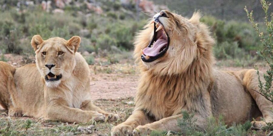 Full Day Cape Town Safari - Drive-Through Wildlife and the Group Feeling You Should Expect