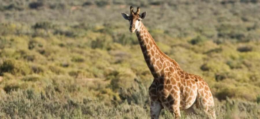 Full Day Cape Town Safari - Aquila Arrival: Welcome Drinks, Reception Check-In, and Buffet Lunch