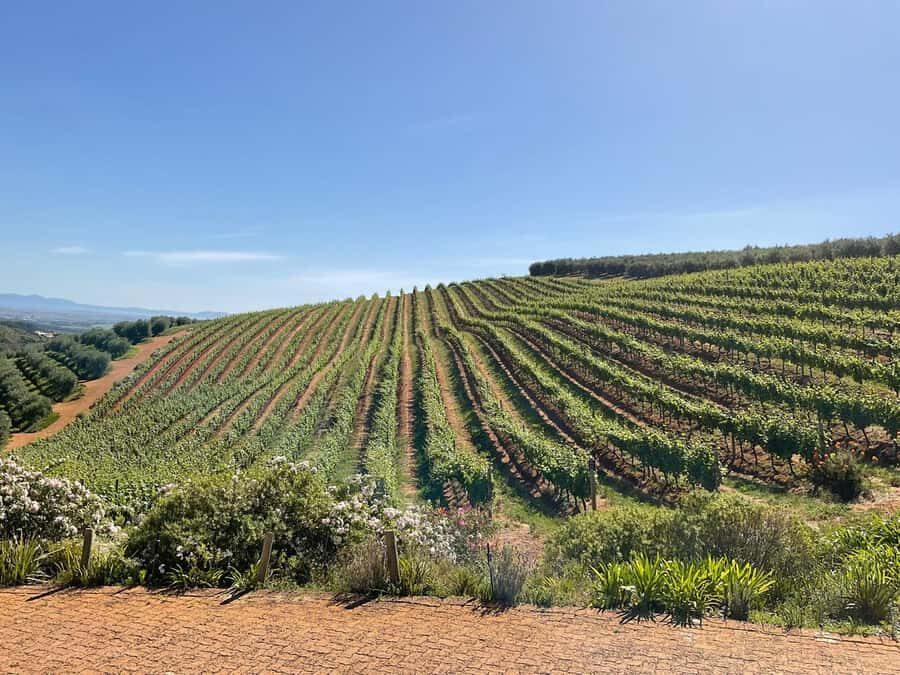 Full Day Cape Winelands Tour: Franschhoek & Stellenbosch - Stellenbosch City Time: Student Streets and Slow Walking