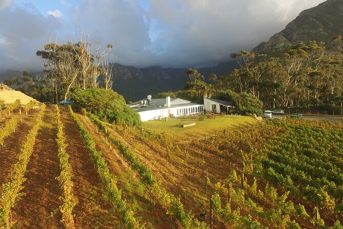 Full-Day Constantia Wine Tour from Cape Town - Constantia Wine Tour from Cape Town: Why this one-day format works