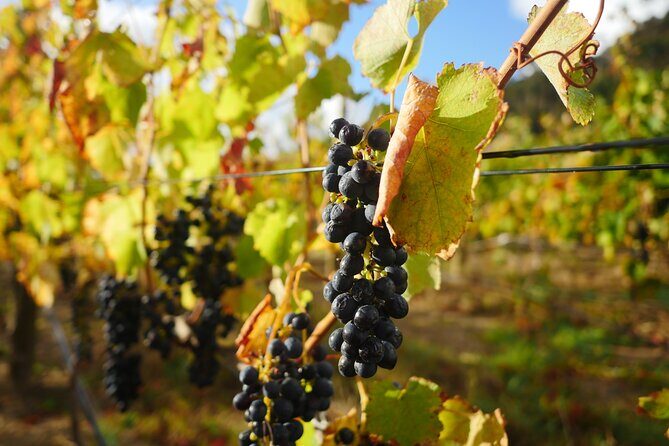 Full-Day Constantia Wine Tour from Cape Town - Where you’ll taste in Constantia: estates, variety, and what to watch for