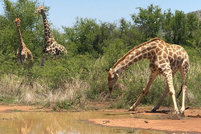 Full Day Exquisite Pilanesberg Safari from Johannesburg - Pilanesberg Safari: why it’s such a smart day trip from Joburg