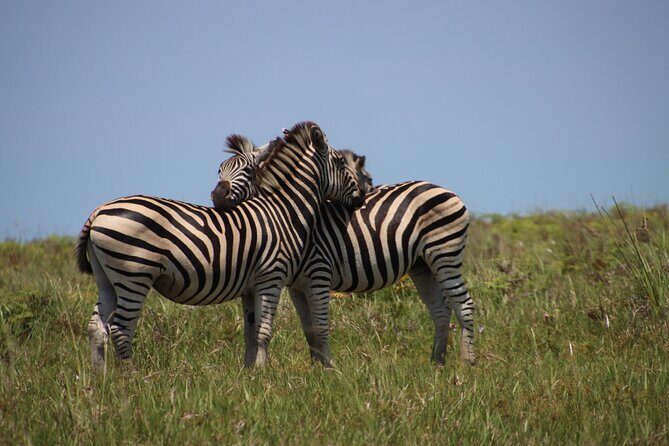 Full-Day Family Hluhluwe iMfolozi Park Safari Experience - The Main Game Viewing: Hluhluwe-iMfolozi Wilderness Area