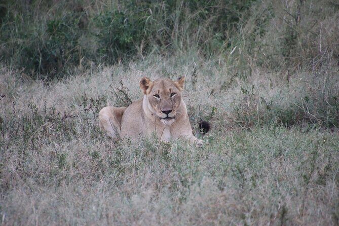 Full-Day Family Hluhluwe iMfolozi Park Safari Experience - How the Guide Makes Wildlife Feel Understandable