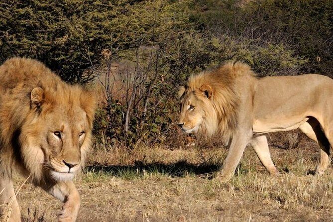 Full day - Hluhluwe Imfolozi Game Reserve 1 Day Tour From Durban - Why Hluhluwe–Imfolozi From Durban Feels Efficient