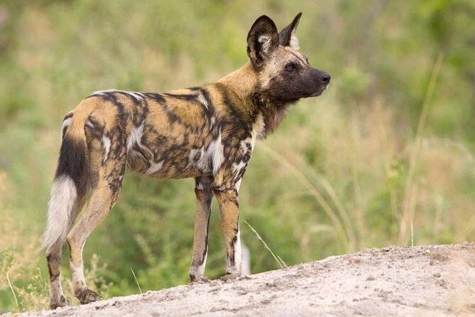 Full day - Hluhluwe Imfolozi Game Reserve 1 Day Tour From Durban - Getting Back to Durban by 6:30pm: Plan for the Whole Day