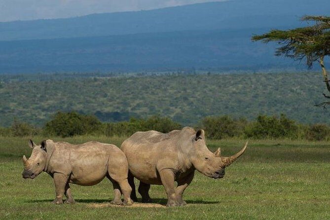 Full day - Hluhluwe Imfolozi Game Reserve 1 Day Tour From Durban - The Early Drive From Durban: What to Expect and How to Prep