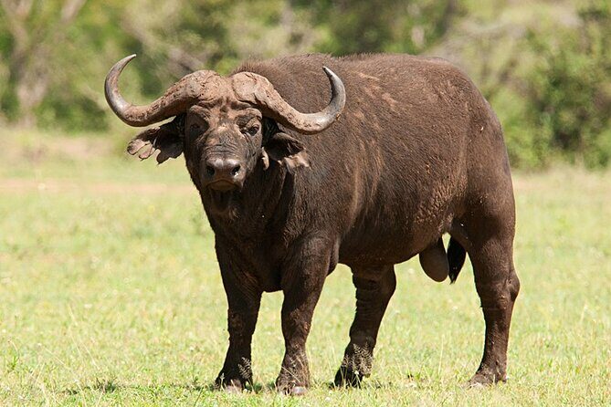 Full Day Hluhluwe Imfolozi Game Reserve From Durban - Price and value: is $198.79 per person fair?