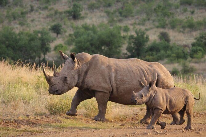 Full Day Hluhluwe Imfolozi Game Reserve From Durban - Who this Durban safari day suits best