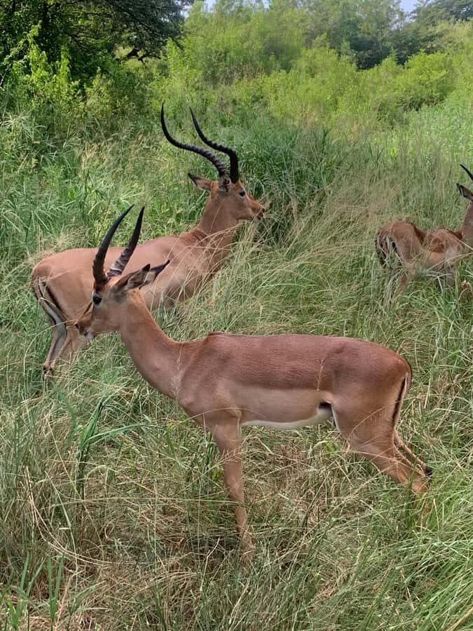 Full Day Hluhluwe Imfolozi Game Reserve Tour from Durban - Centenary Capture Centre: conservation you can talk about for years