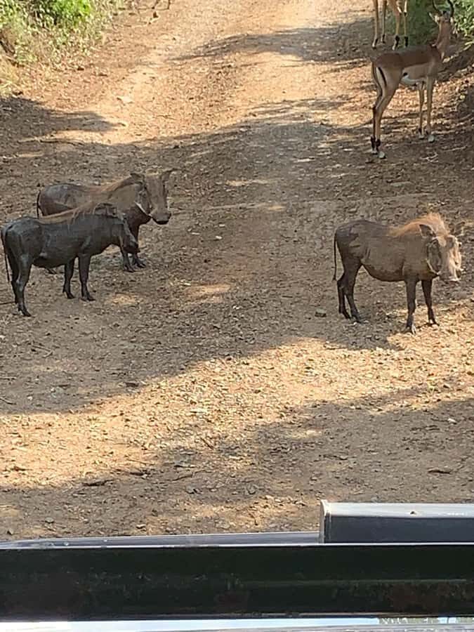 Full Day Hluhluwe Imfolozi Game Reserve Tour from Durban - Price and value from Durban: is $226 a fair deal?