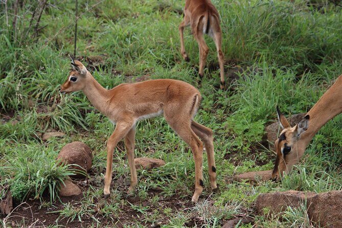Full-day Hluhluwe-iMfolozi Park Big 5 Safari Experience - Hluhluwe-iMfolozi Big 5: What You’re Really Signing Up For