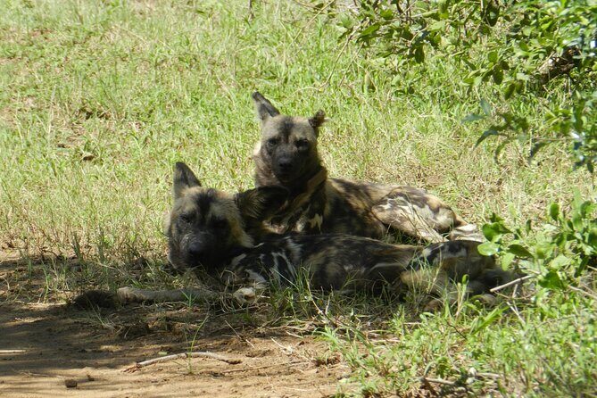 Full-day Hluhluwe-iMfolozi Park Big 5 Safari Experience - Key Highlights That Make This Safari Work