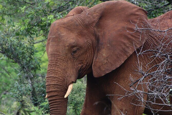 Full-day Hluhluwe-iMfolozi Park Big 5 Safari Experience - Wildlife Viewing Reality Check: What You Can Control