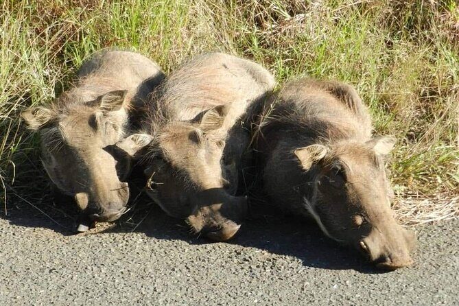 Full-day Hluhluwe-iMfolozi Park Big 5 Safari Experience - The Afternoon Safari Pace: Slower, Smarter, More Enjoyable