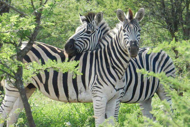 Full-day Hluhluwe-iMfolozi Park Big 5 Safari Experience - Starting at 6:00am: Getting to the Park Without Chaos