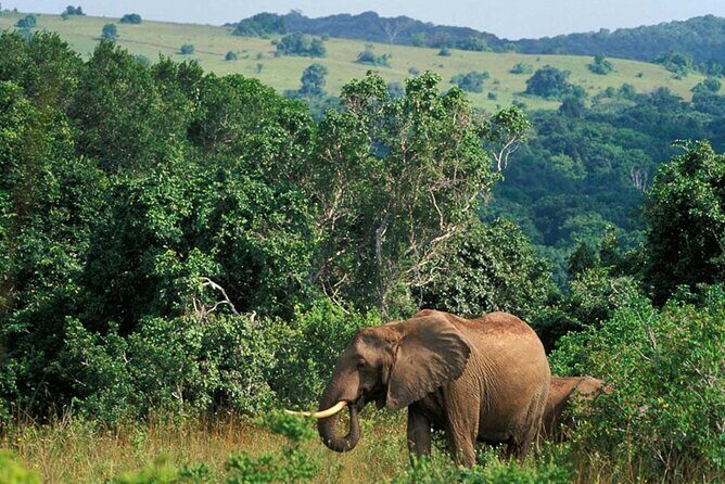 Full Day Isimangaliso Wetlands Park -Croc & Hippo &Game Fr Durban - St Lucia Estuary Boat Cruise: Hippos, Nile Crocodiles, and Birds Up Close