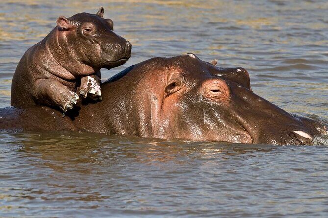 Full Day Isimangaliso Wetlands Park -Croc & Hippo &Game Fr Durban - St Lucia Area Time: More Than Just Transit