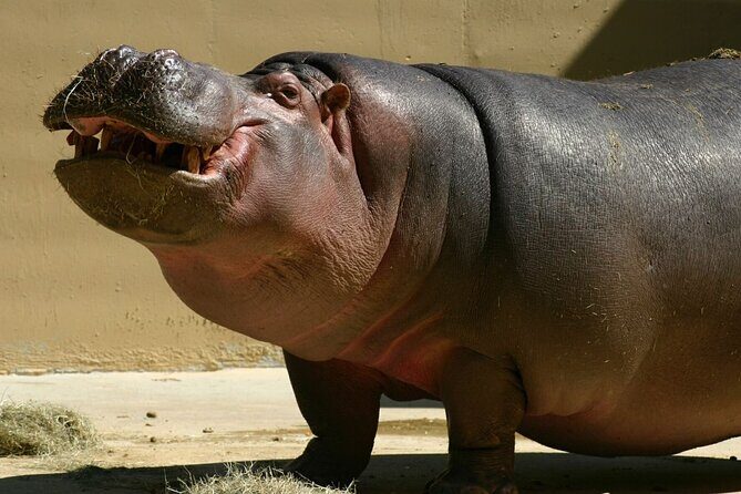 Full Day Isimangaliso Wetlands Park -Croc & Hippo &Game Fr Durban - Should You Book This Full Day Isimangaliso Wetlands Park Tour?
