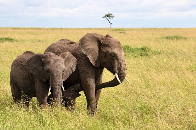 Full Day Isimangaliso Wetlands Park -Croc & Hippo &Game Fr Durban - iSimangaliso Wetlands Park Game Drive: Big Five Odds on Loop Roads