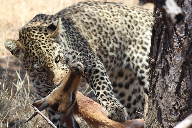 Full Day Kruger National Park - Key highlights at a glance