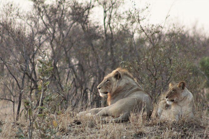 Full Day Kruger National Park - Open safari vehicles and how they change your odds