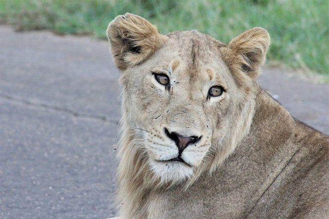 Full Day Kruger National Park - Brunch in the bush: picnic stop and elephant zones